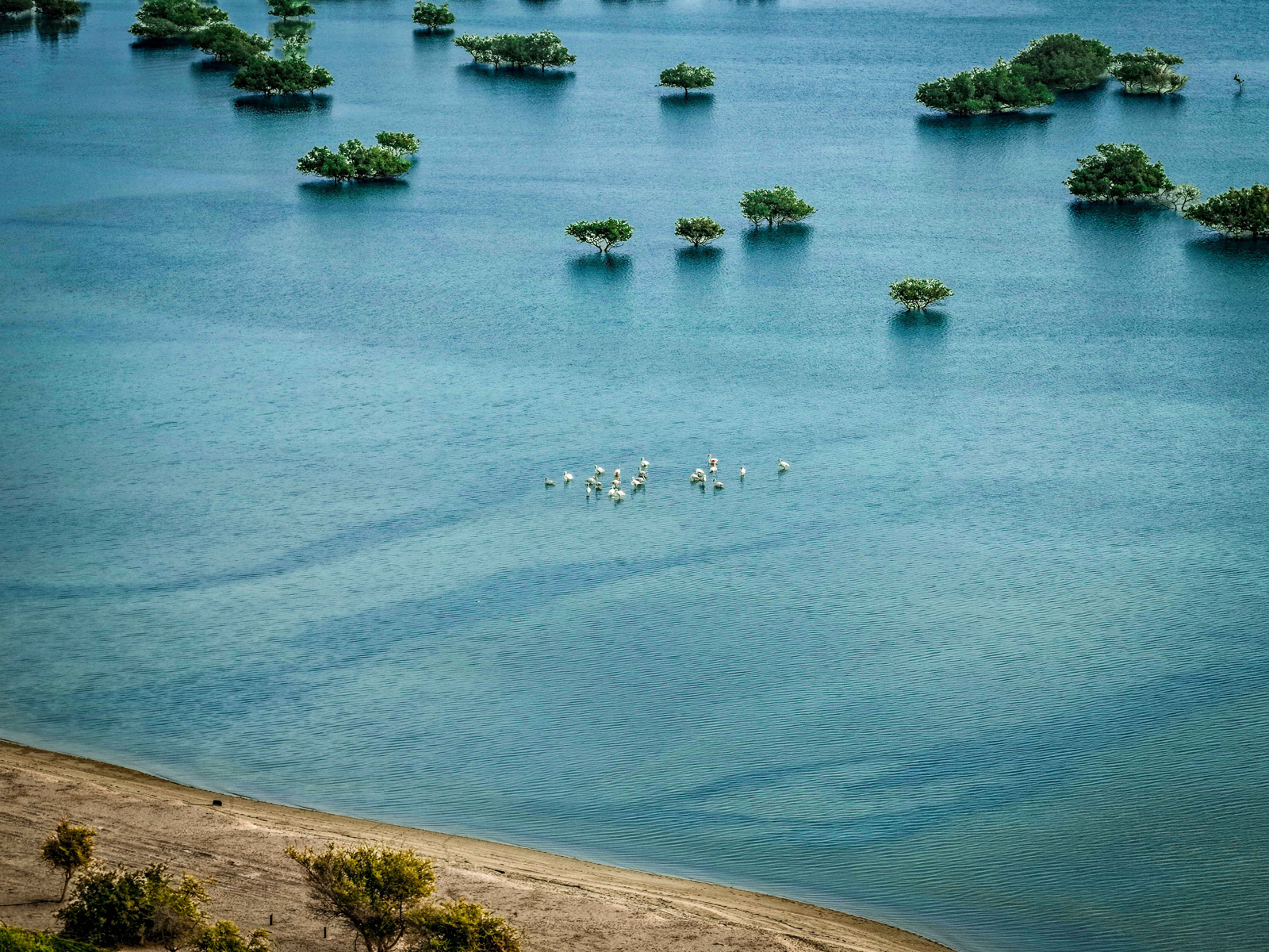 White birds on the surface of green mangrove-covered water