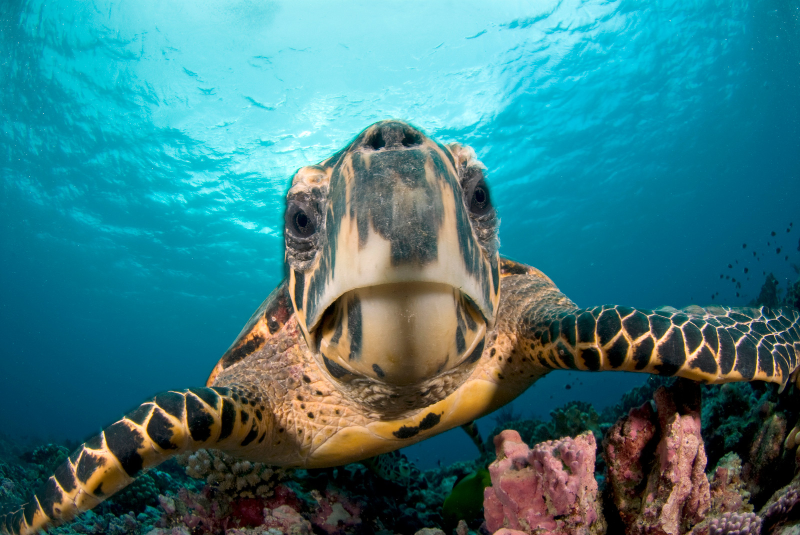 Tortoise in water with coral reefs beneath
