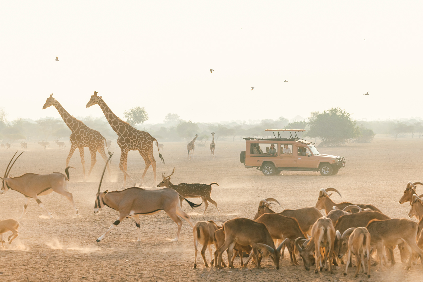 Arabian wildlife on Sir Bani Yas Island: animals in the wild, vehicles, trees, and sky