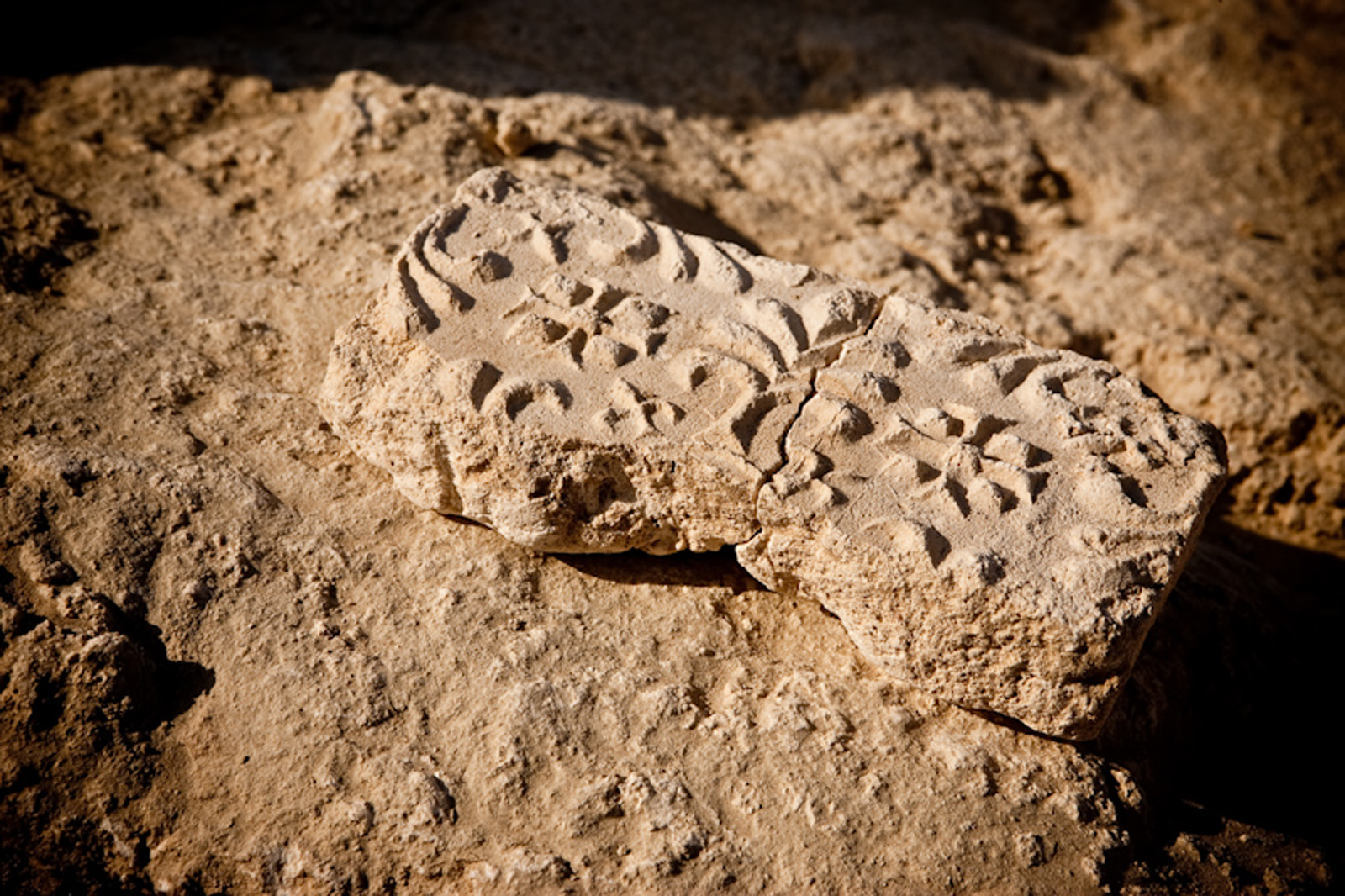 Ancient rock on Sir Bani Yas Island, Abu Dhabi, UAE - Wildlife exploration