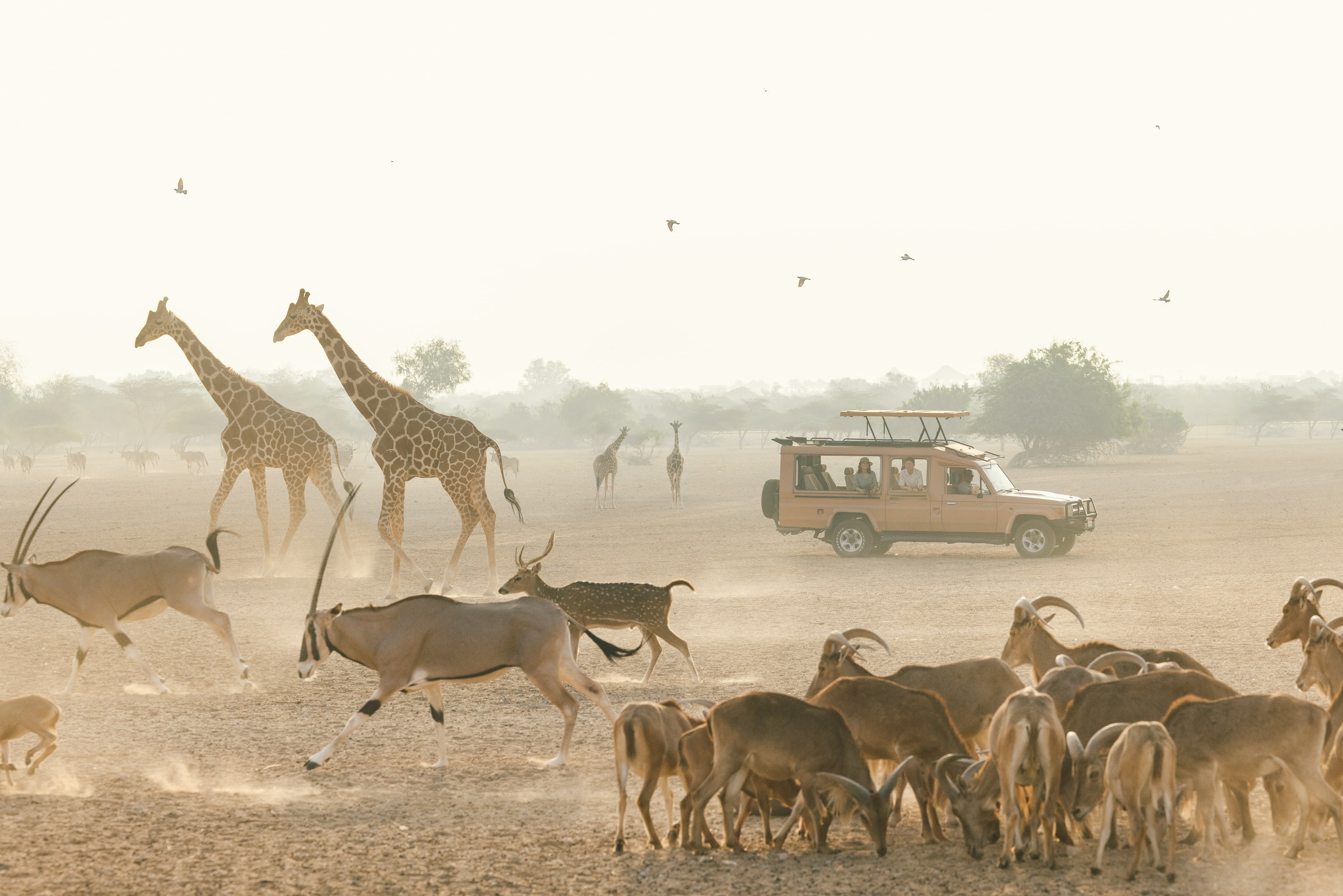 Wildlife safari in Abu Dhabi with giraffes, gazelles, and tourists in an open-roof desert vehicle