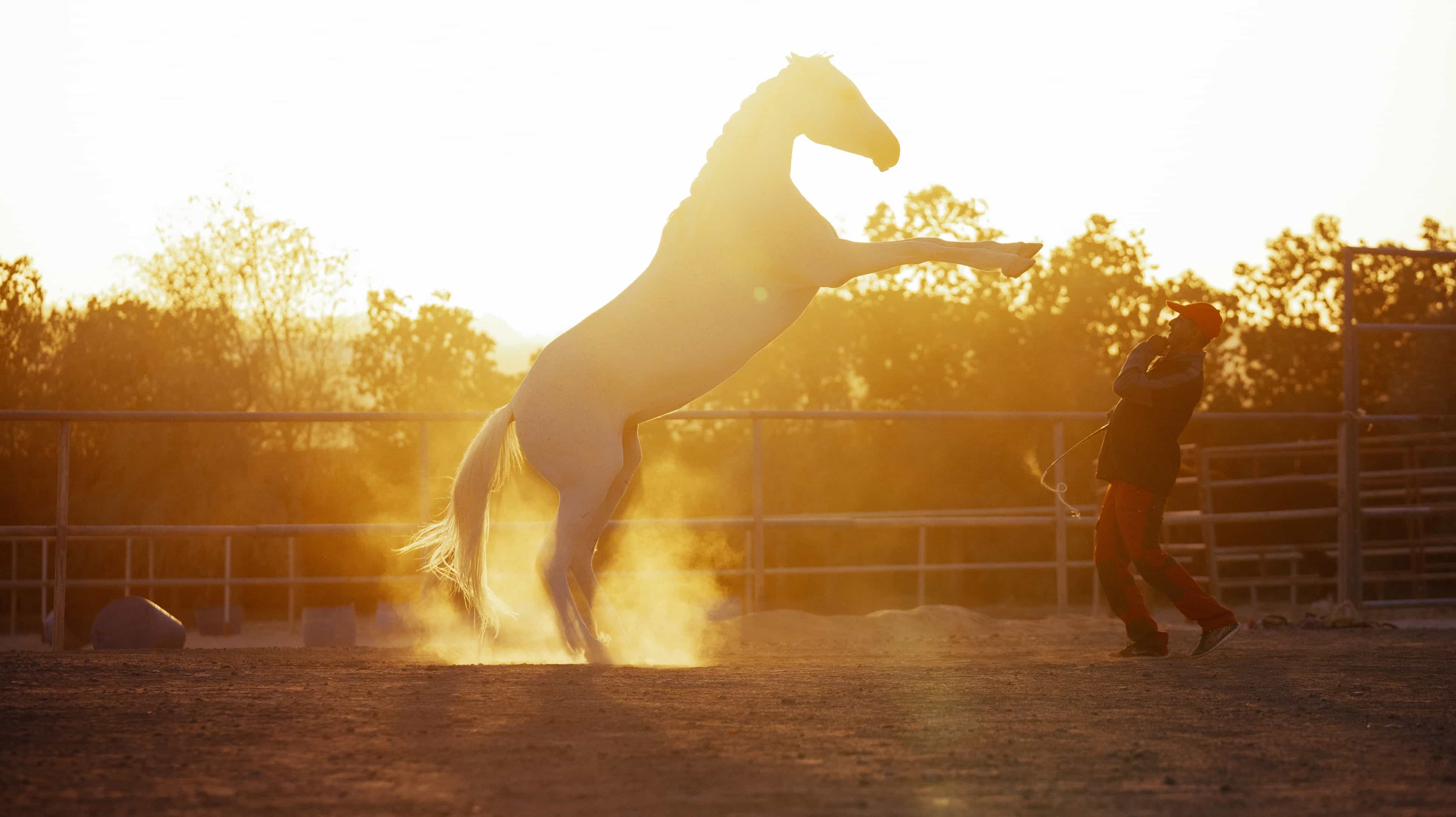 arabian horses