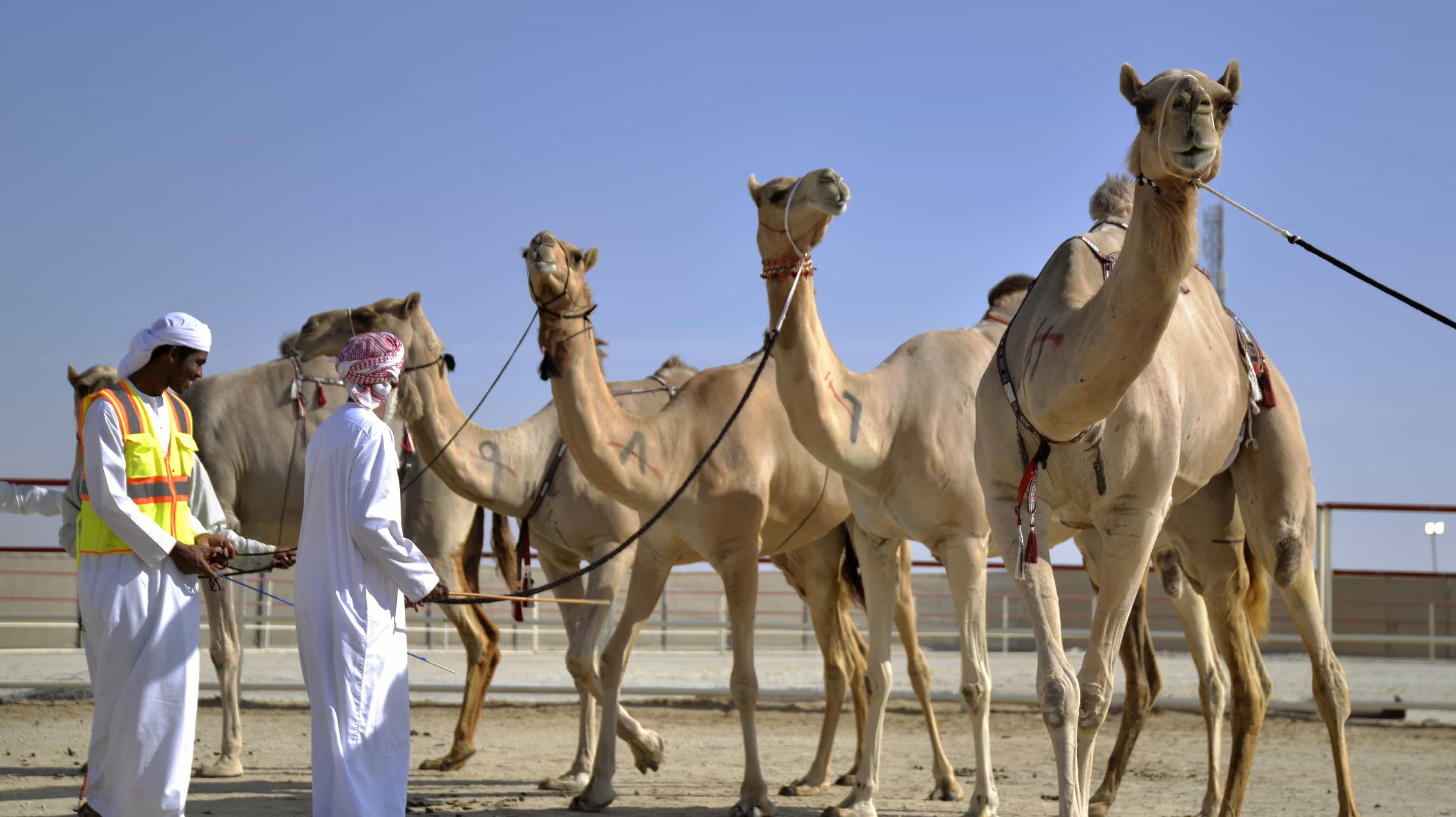 camel racing