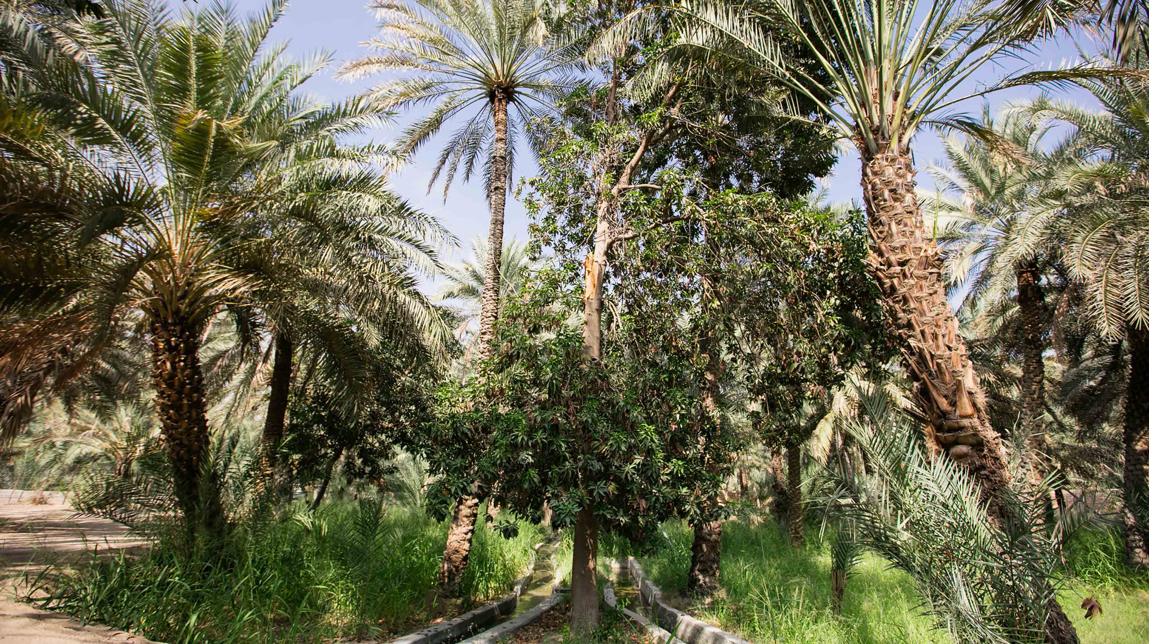 Oasis Garden