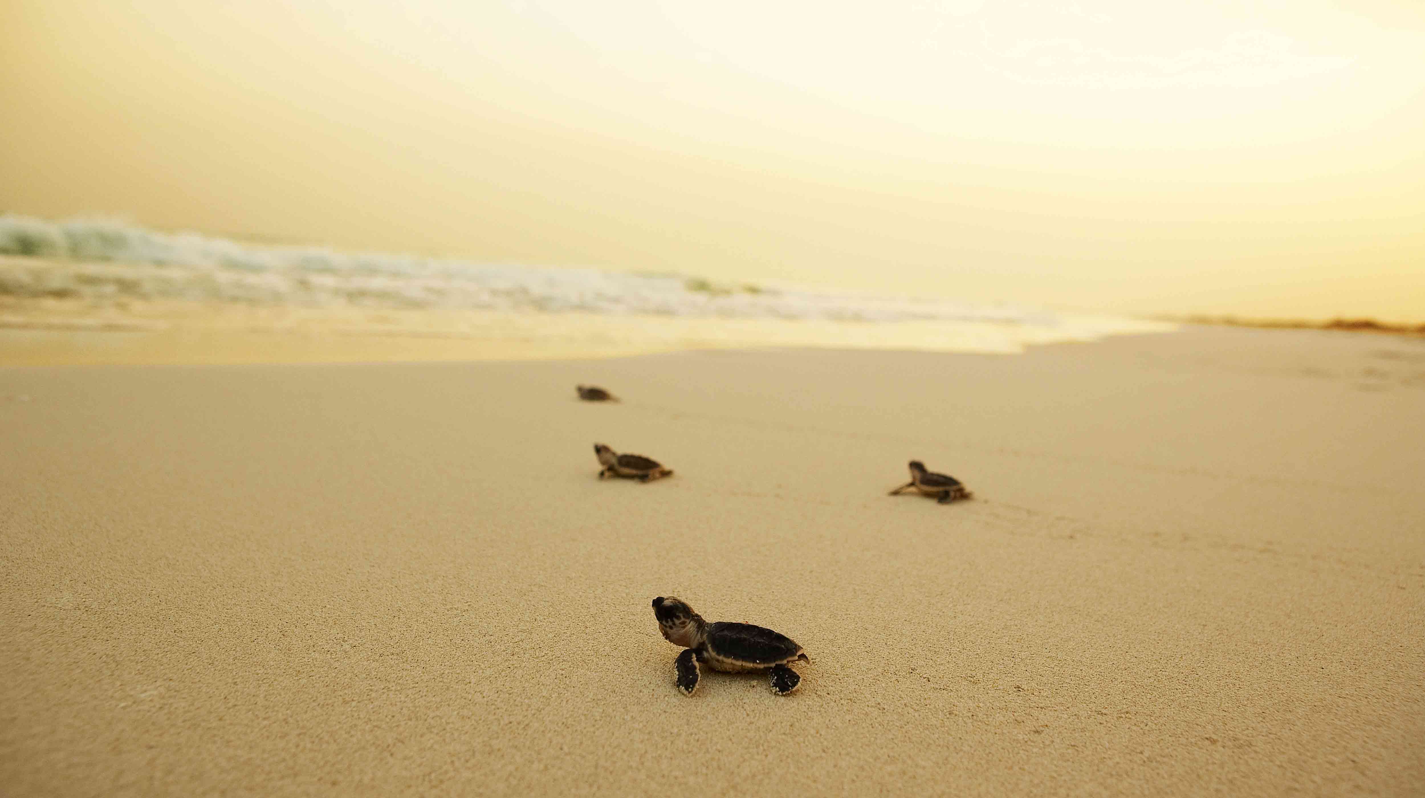  Saadiyat Beach est reconnue pour ses tortues de mer à écailles