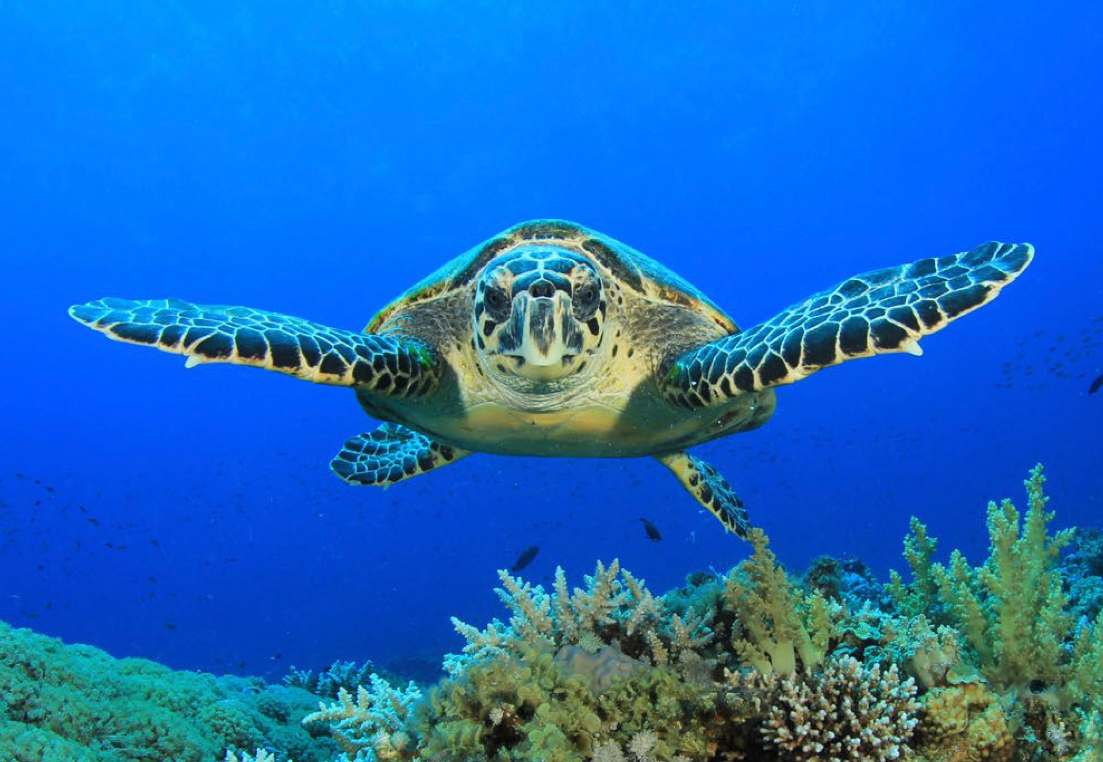 Large turtle swimming in one of Abu Dhabi Emirate's Marine Protected Areas