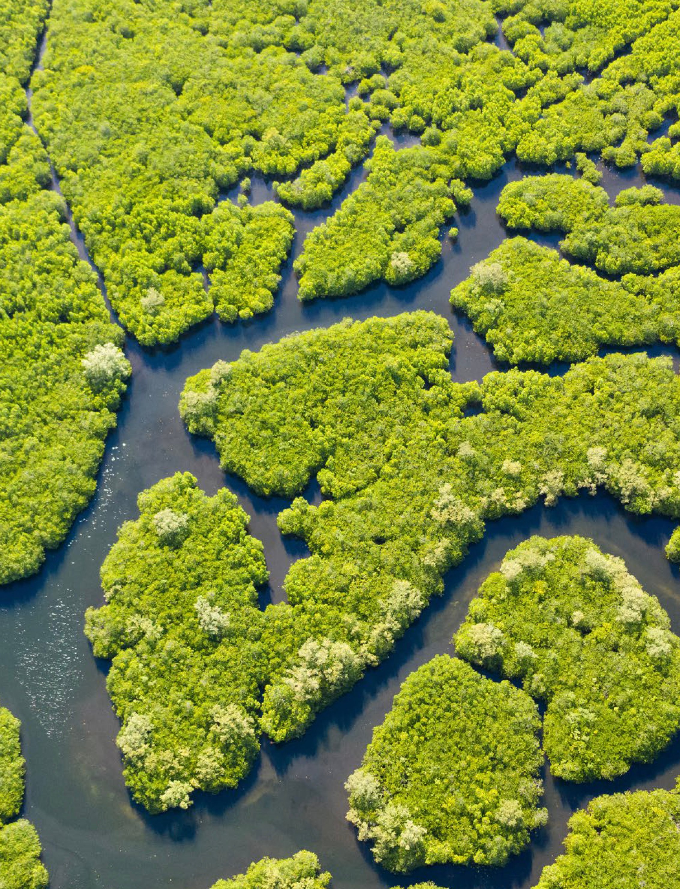 Bird's eye view of mangrove trees at Marawah Marine Biosphere Reserve