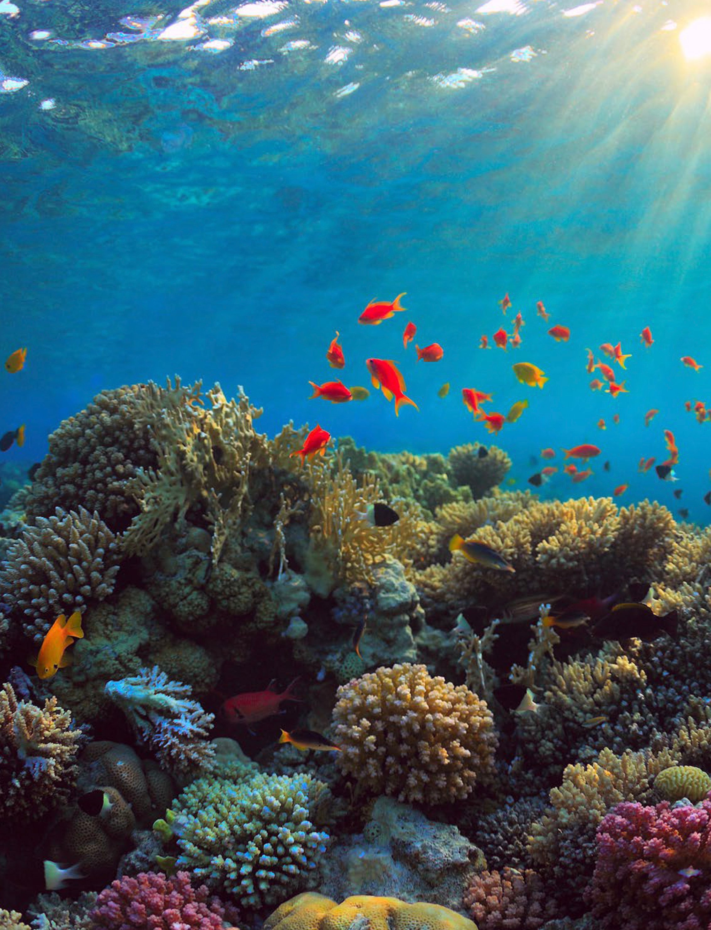 Little orange fish swimming in front of coral reefs at the Ras Ghanadah marine protected area