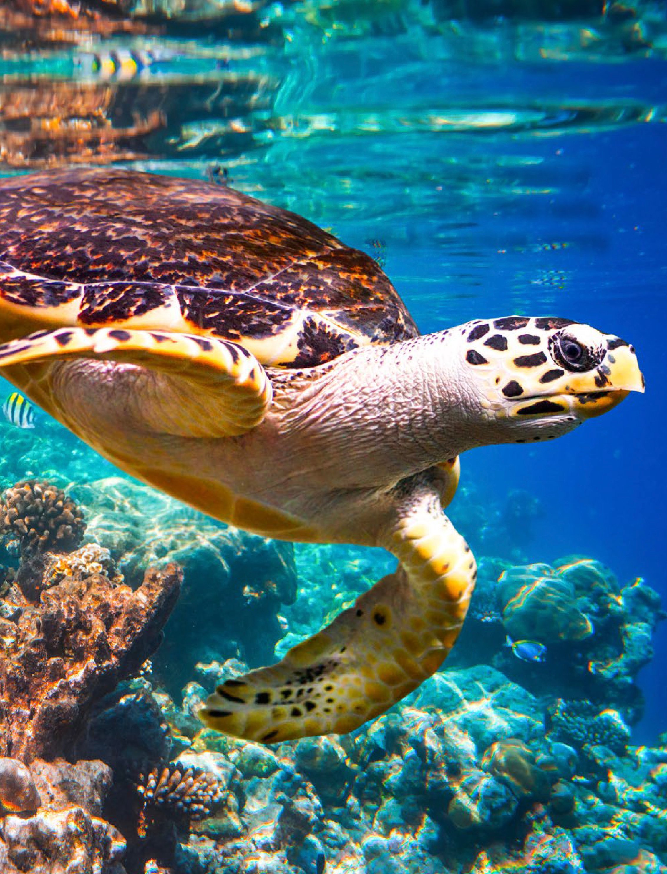 Turtle swimming near the coral reefs in the Al Yasat Protected Area