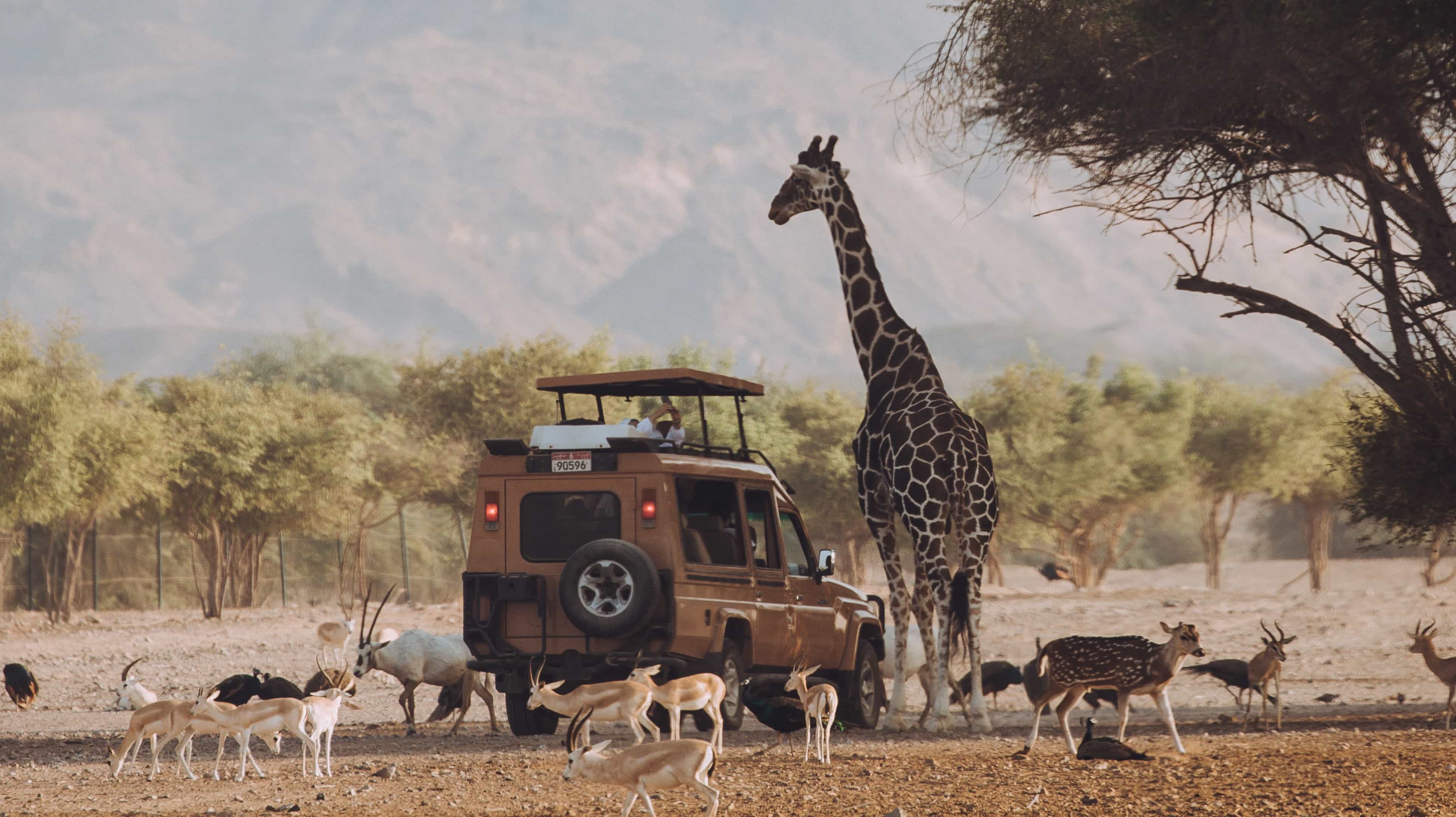 Giraffe and antelope beside a vehicle on the wild days and arabian nights tour