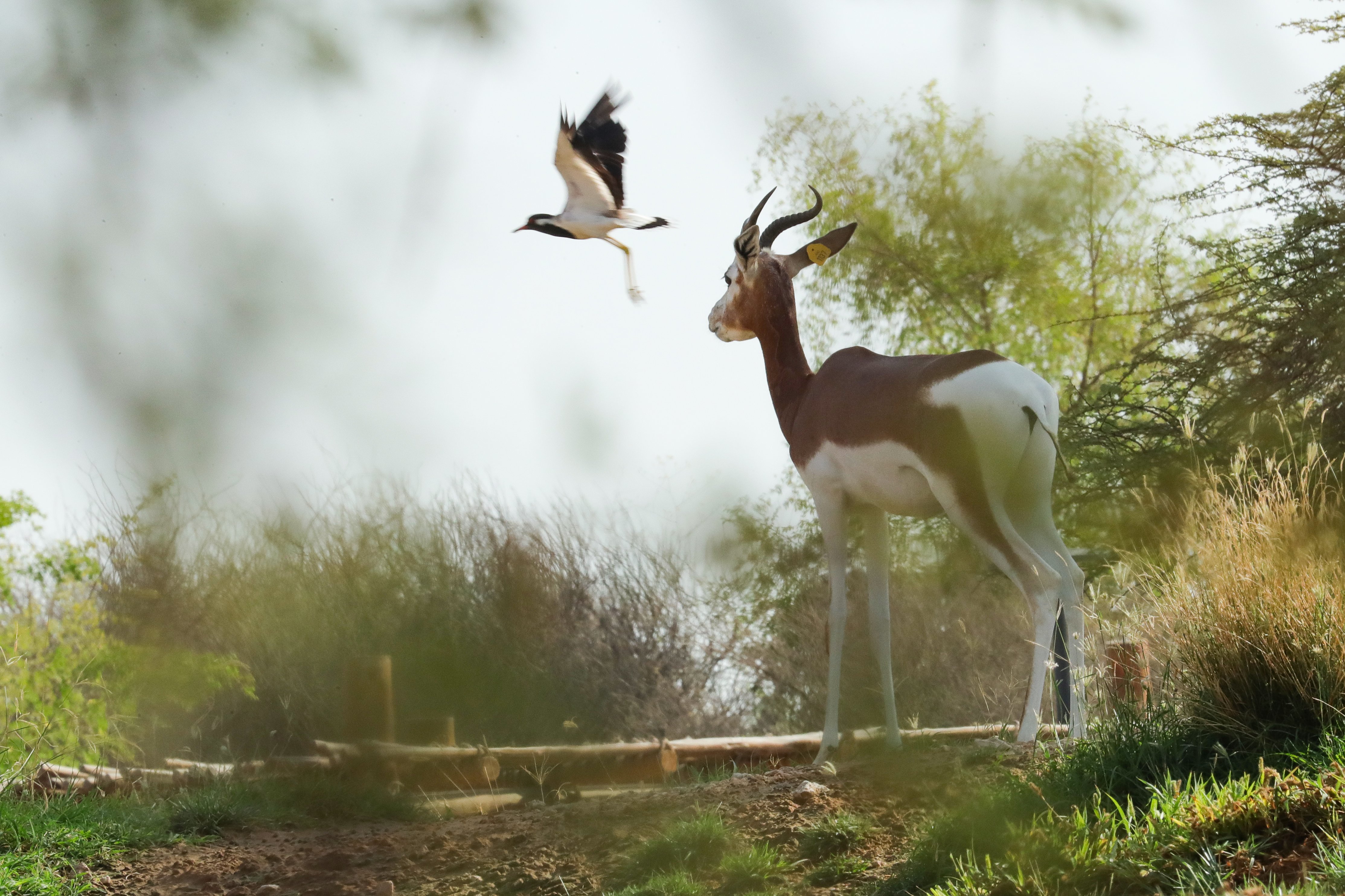  Une gazelle et un oiseau partagent un instant suspendu dans la réserve du Zoo d'Al Aïn, reflétant l’harmonie entre faune et environnement.