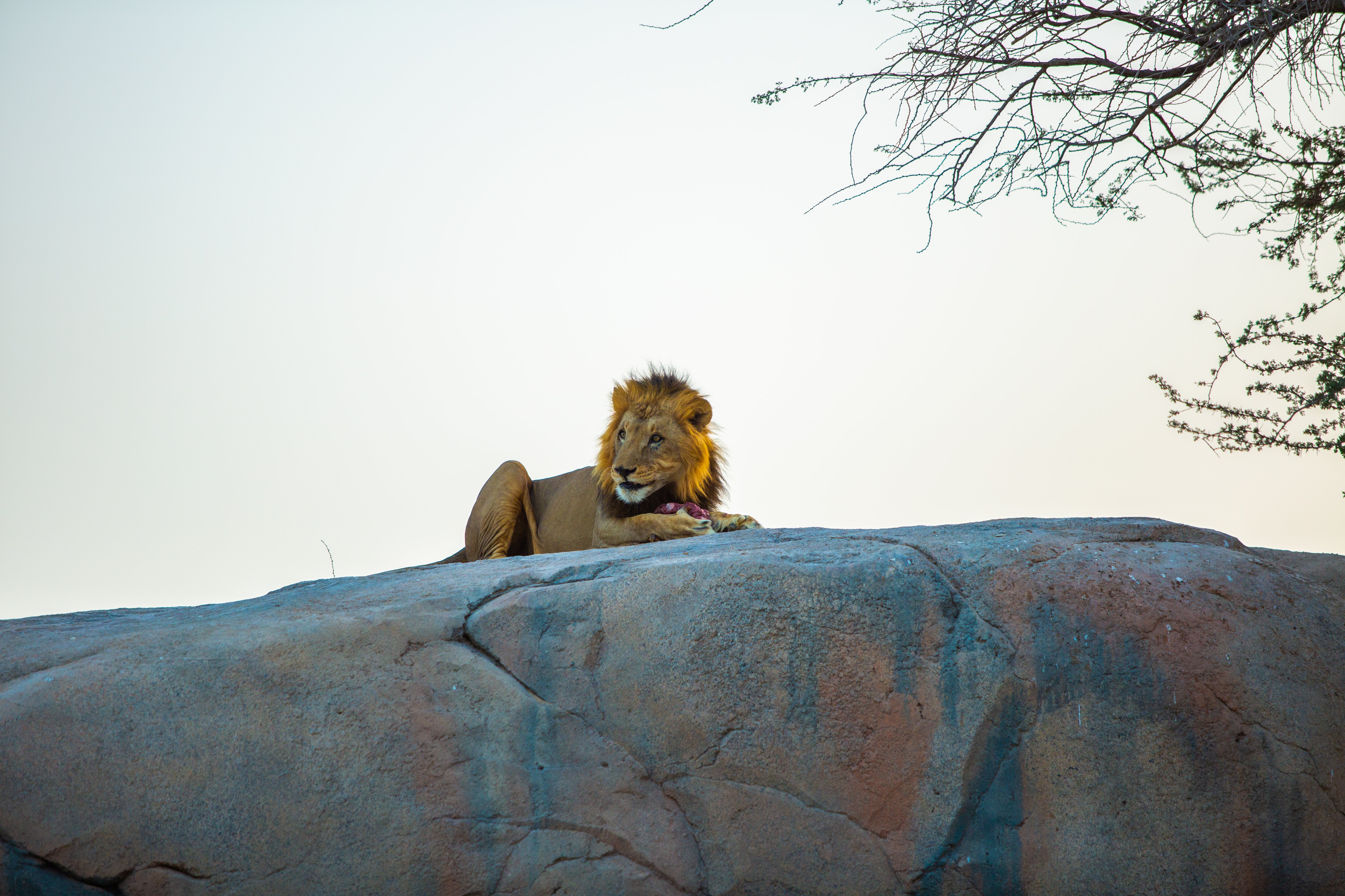  Au Zoo d'Al Aïn, observez un lion majestueux dans son habitat naturel, une expérience captivante qui éveille la curiosité des enfants et renforce leur lien avec la faune sauvage.