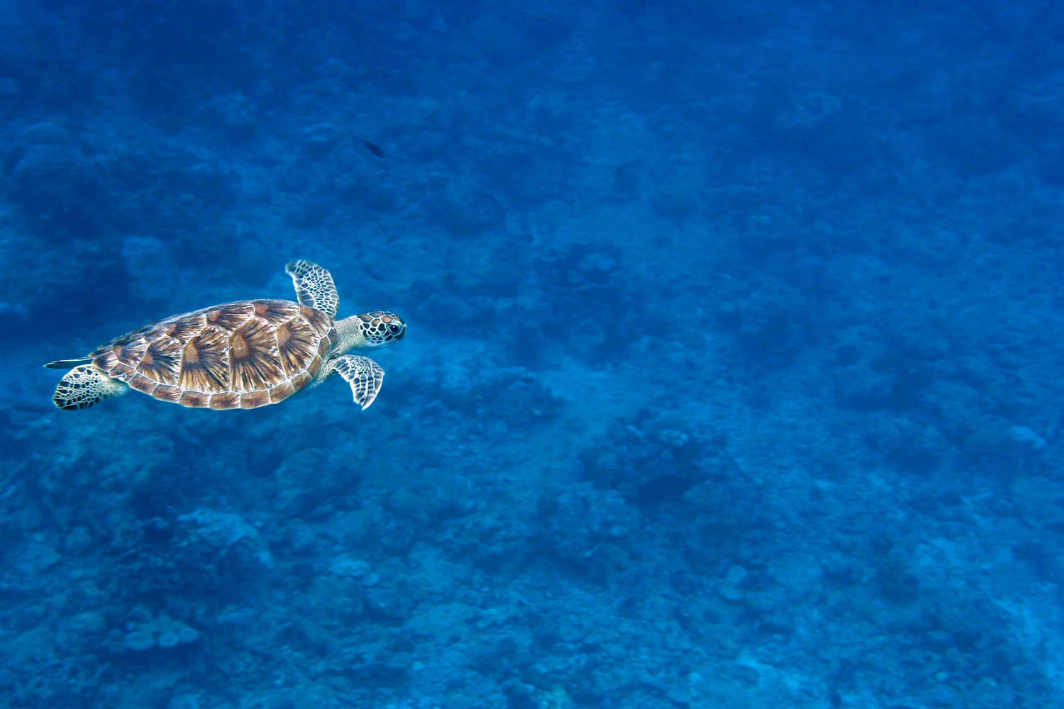 Spot endangered hawksbill turtles on Saadiyat Island