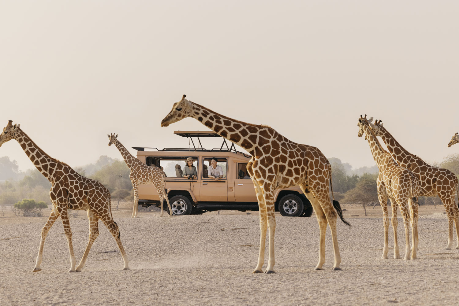 Tour of Sir Bani Yas Island