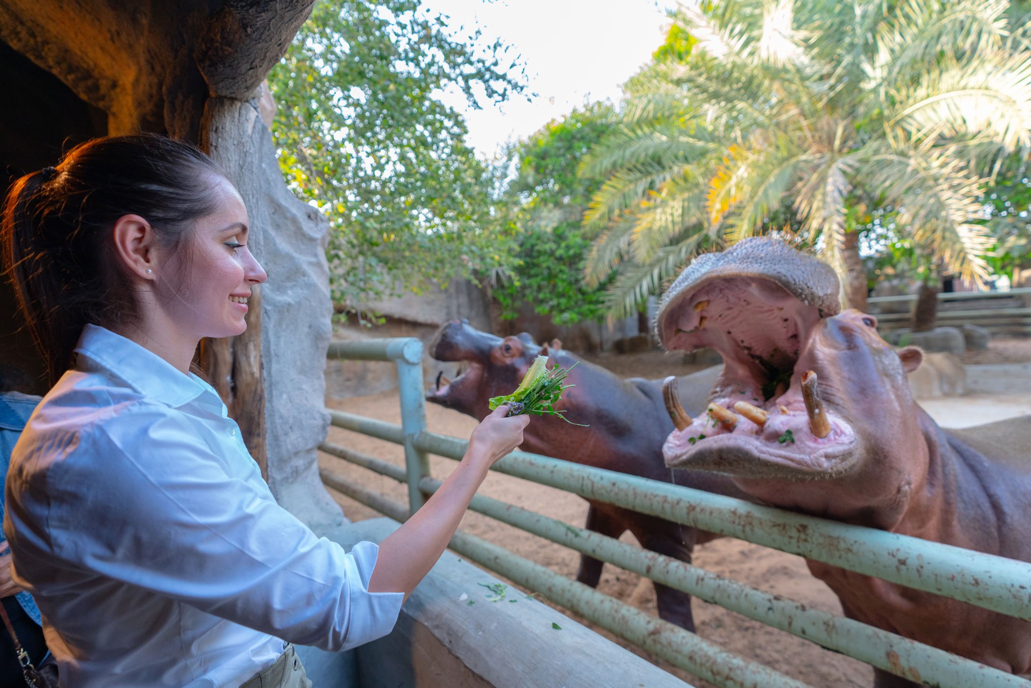 4. Nourrir les animaux à l’Emirates Park Zoo