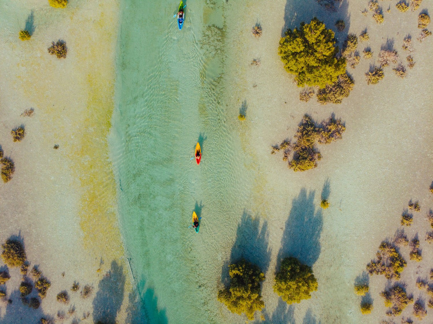 Trouvez la sérénité dans la forêt de mangroves