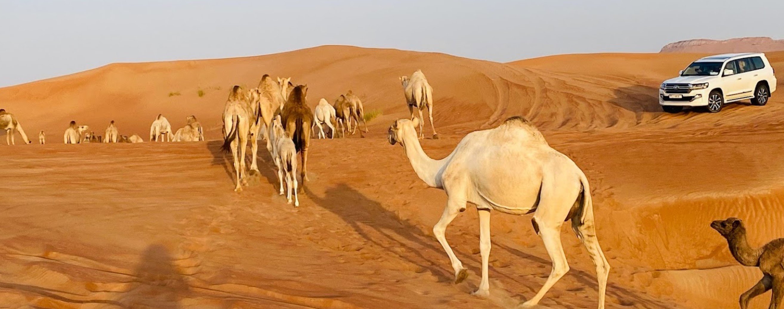 Desert Gate Tourism