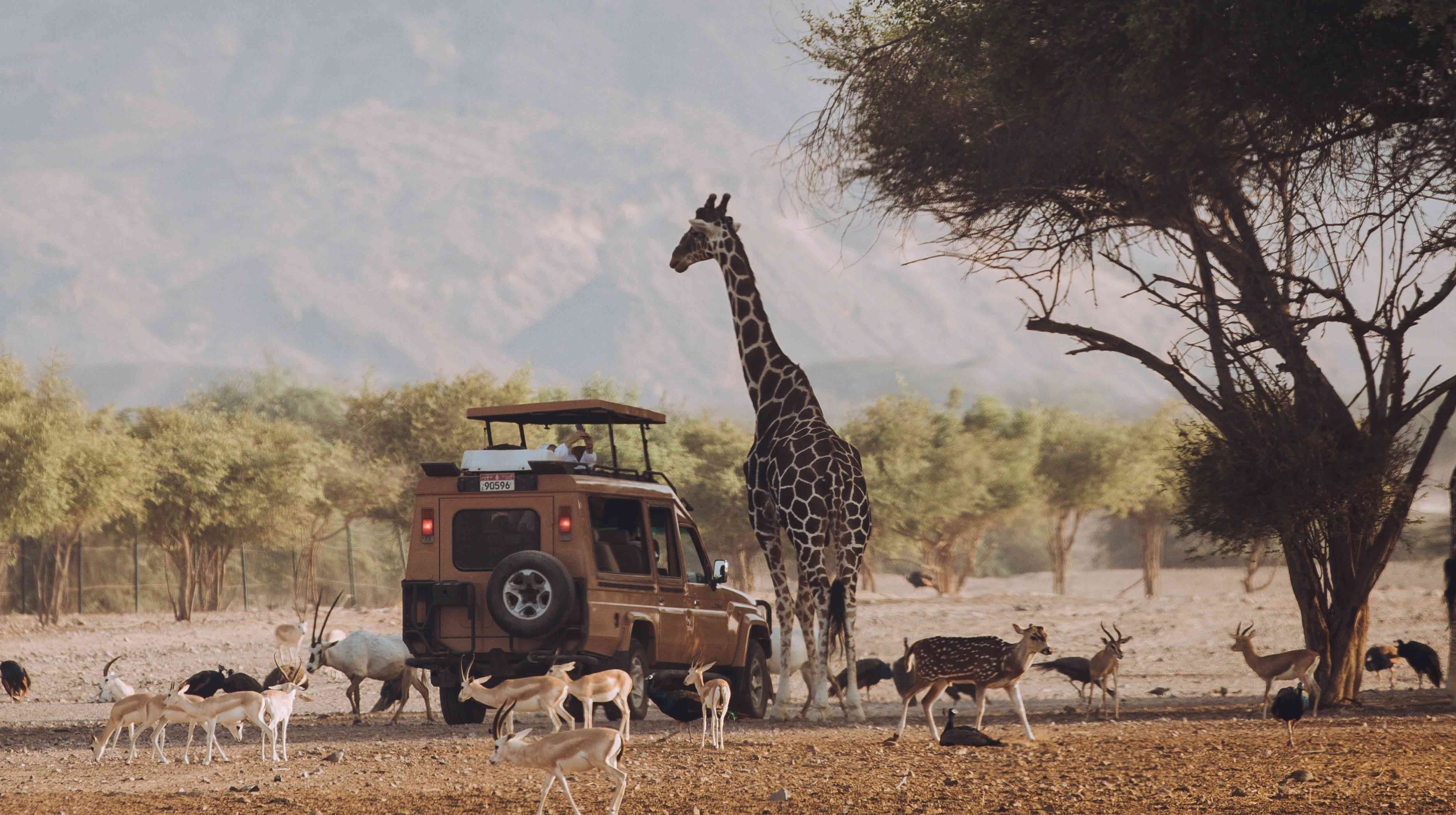 萨巴尼亚岛（Sir Bani Yas Island）