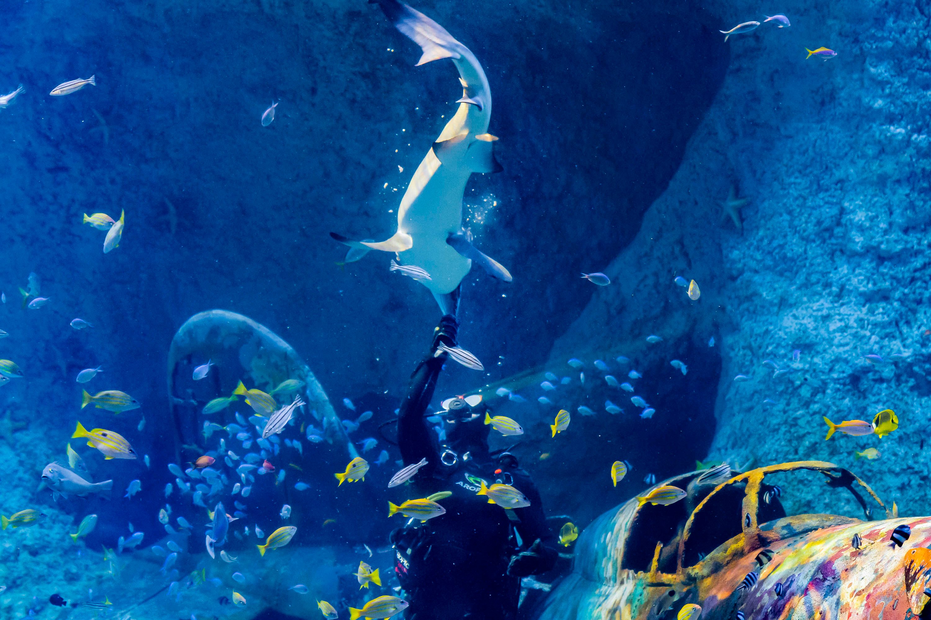 Un plongeur interagit avec un requin dans l'aquarium d'Abu Dhabi, révélant la beauté marine et la diversité des espèces.