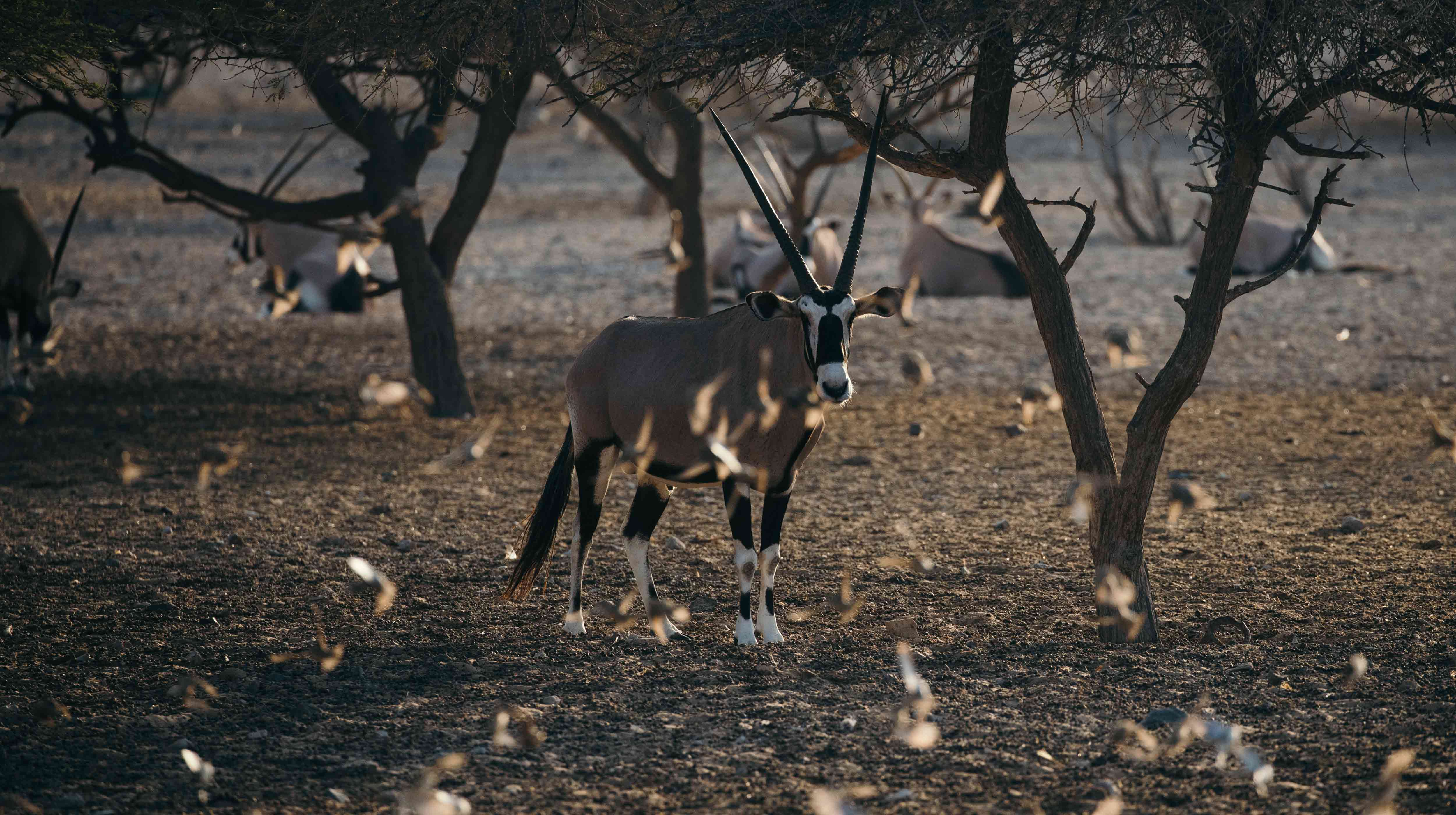 Arabian Wildlife Park