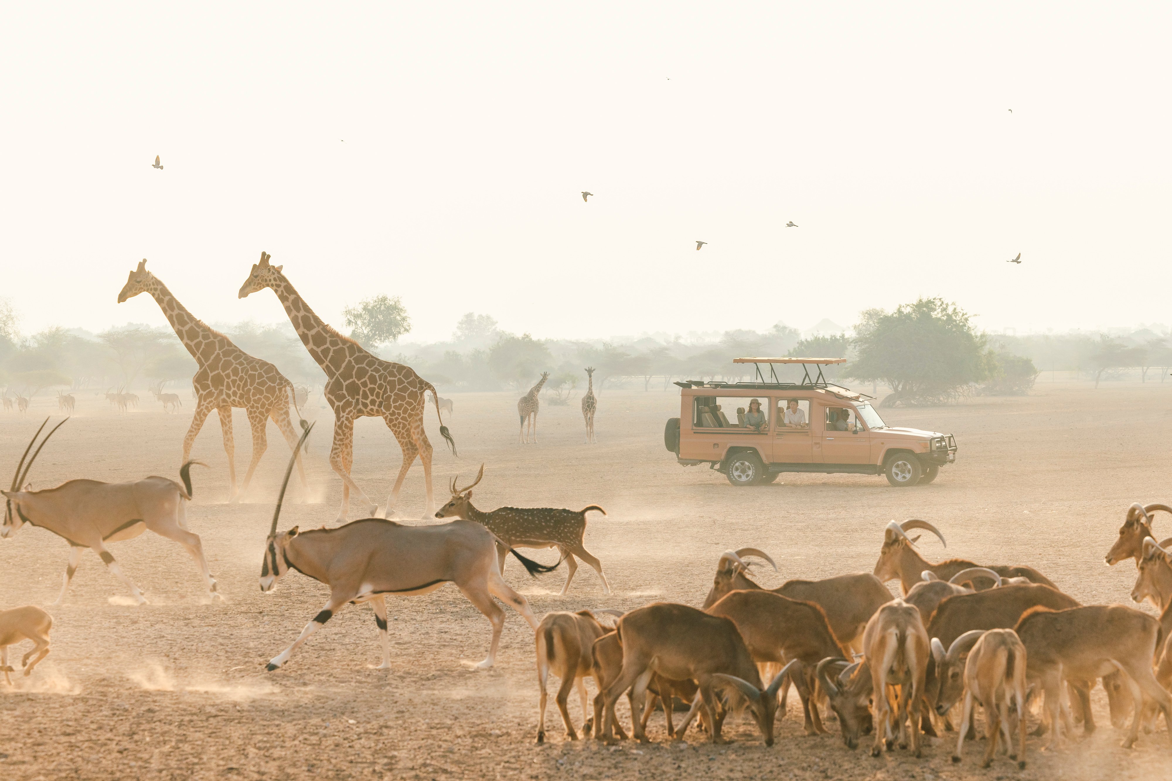 Safari tour driving through active wildlife on Sir Bani Yas Island