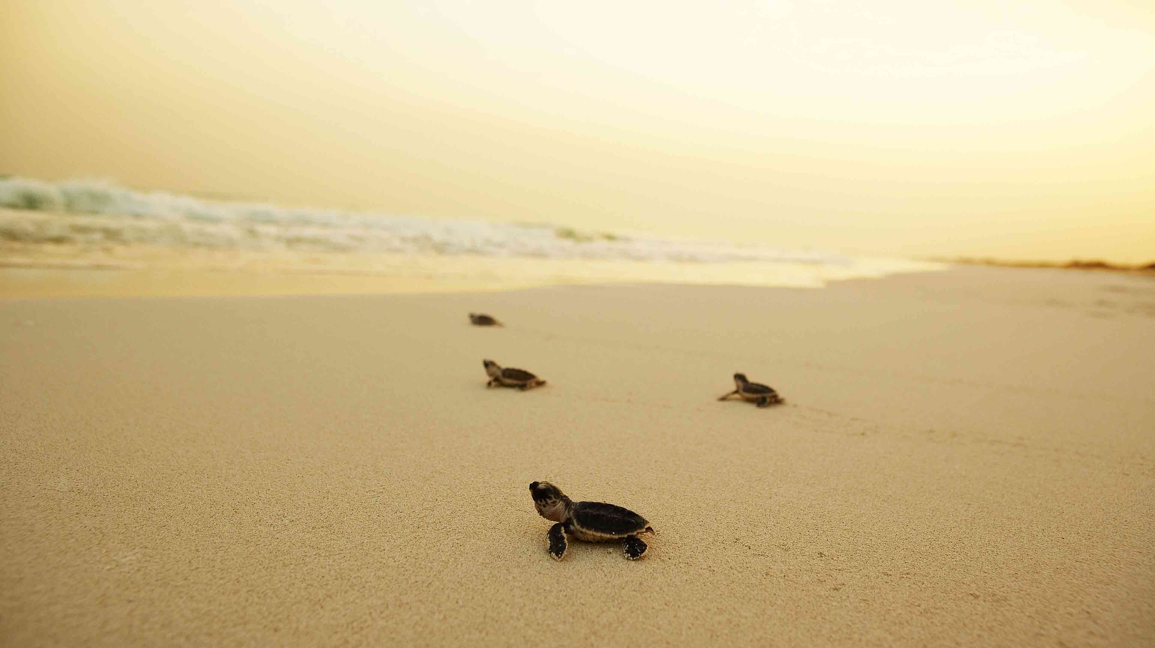 Hawksbill turtles