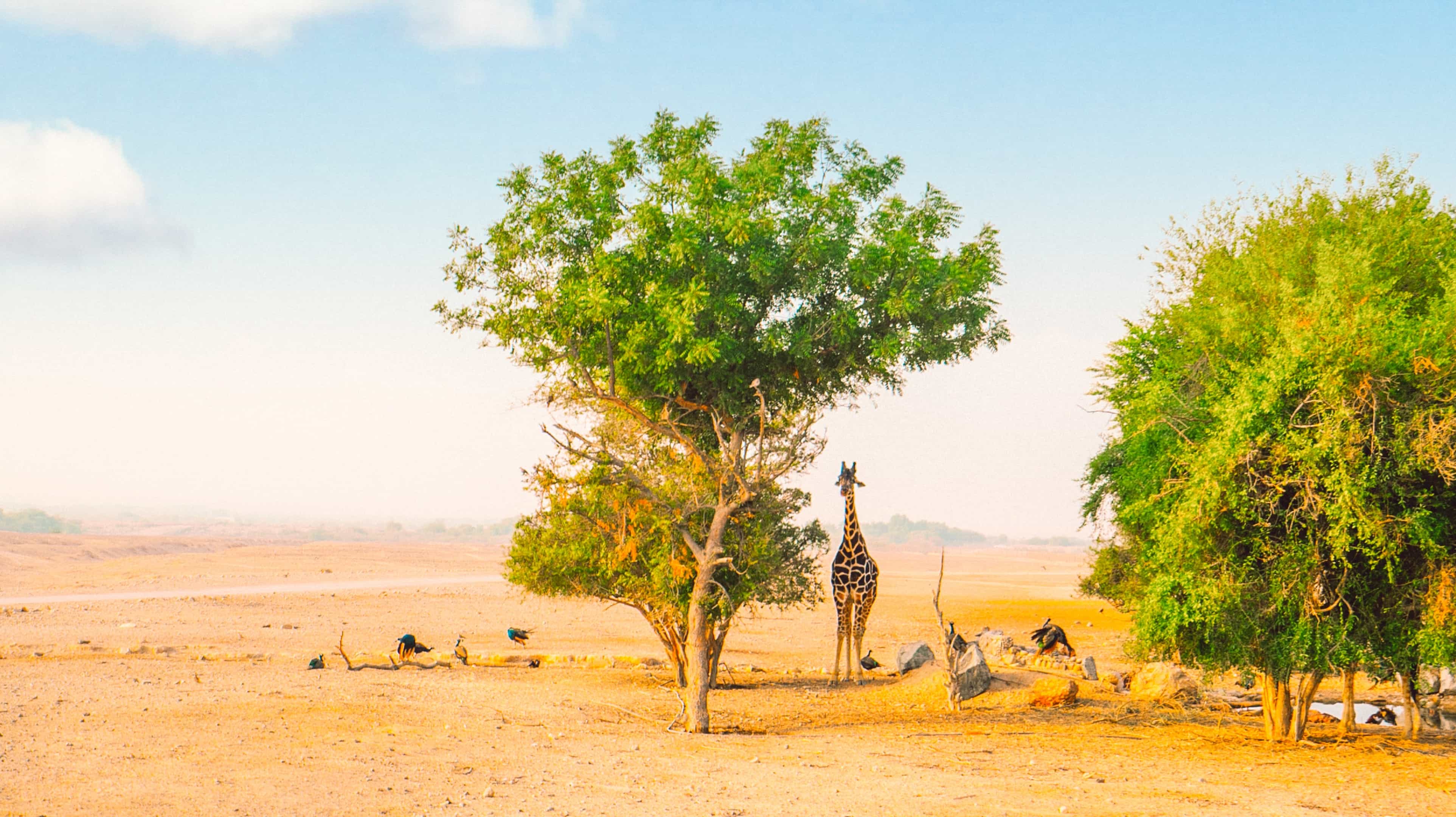 Остров Sir Bani Yas