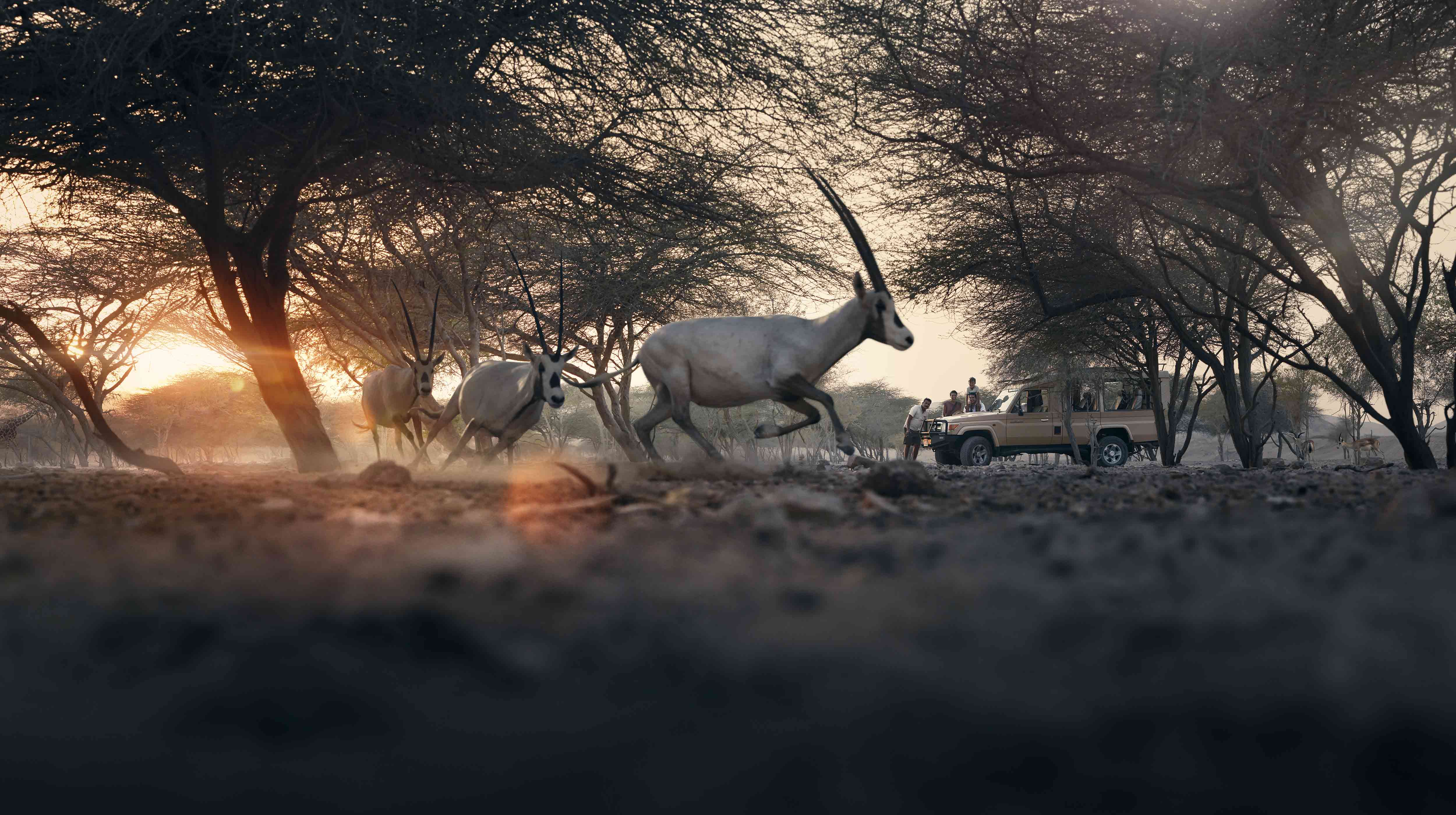 Остров Sir Bani Yas