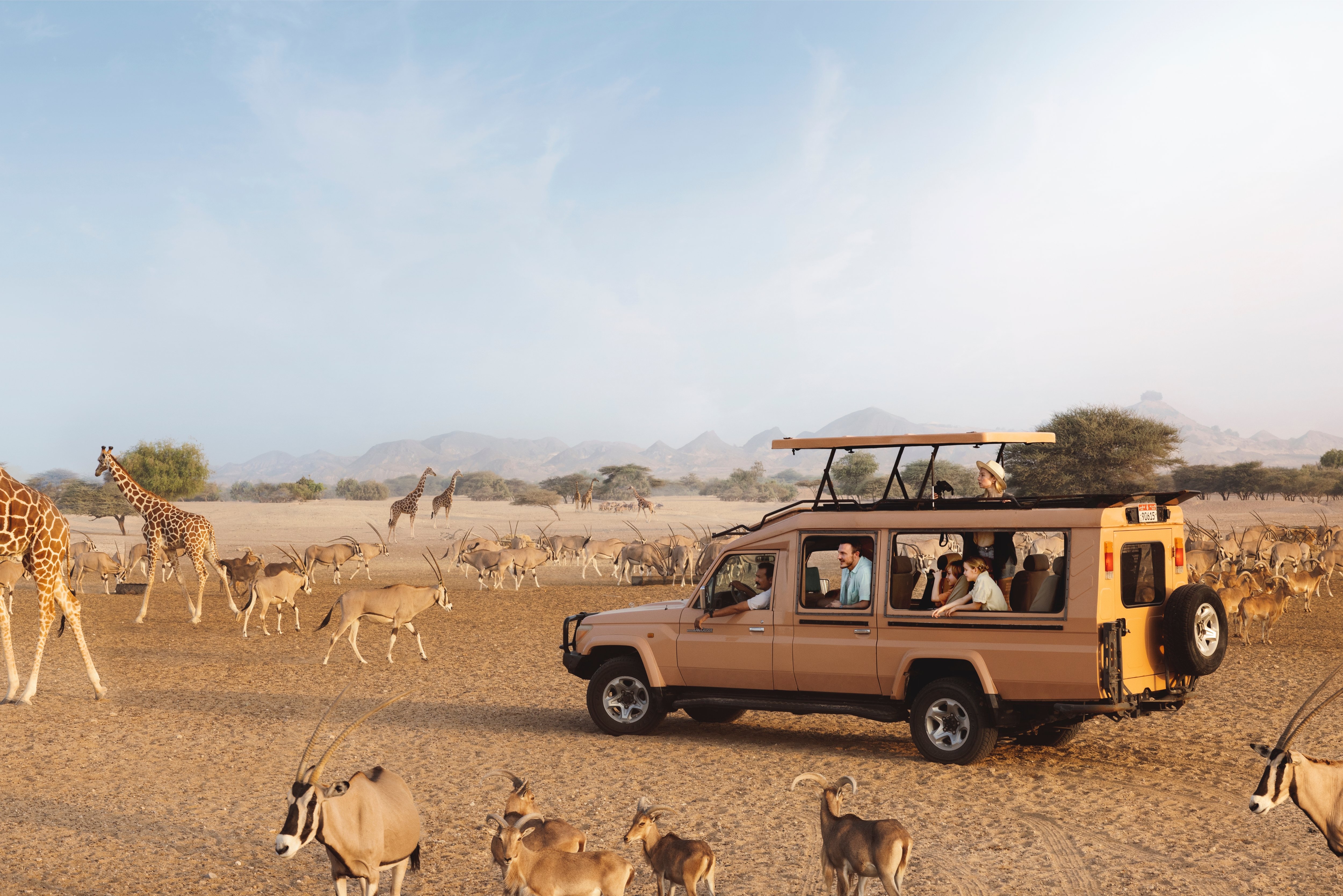 Western family on Sir Bani Yas safari drive