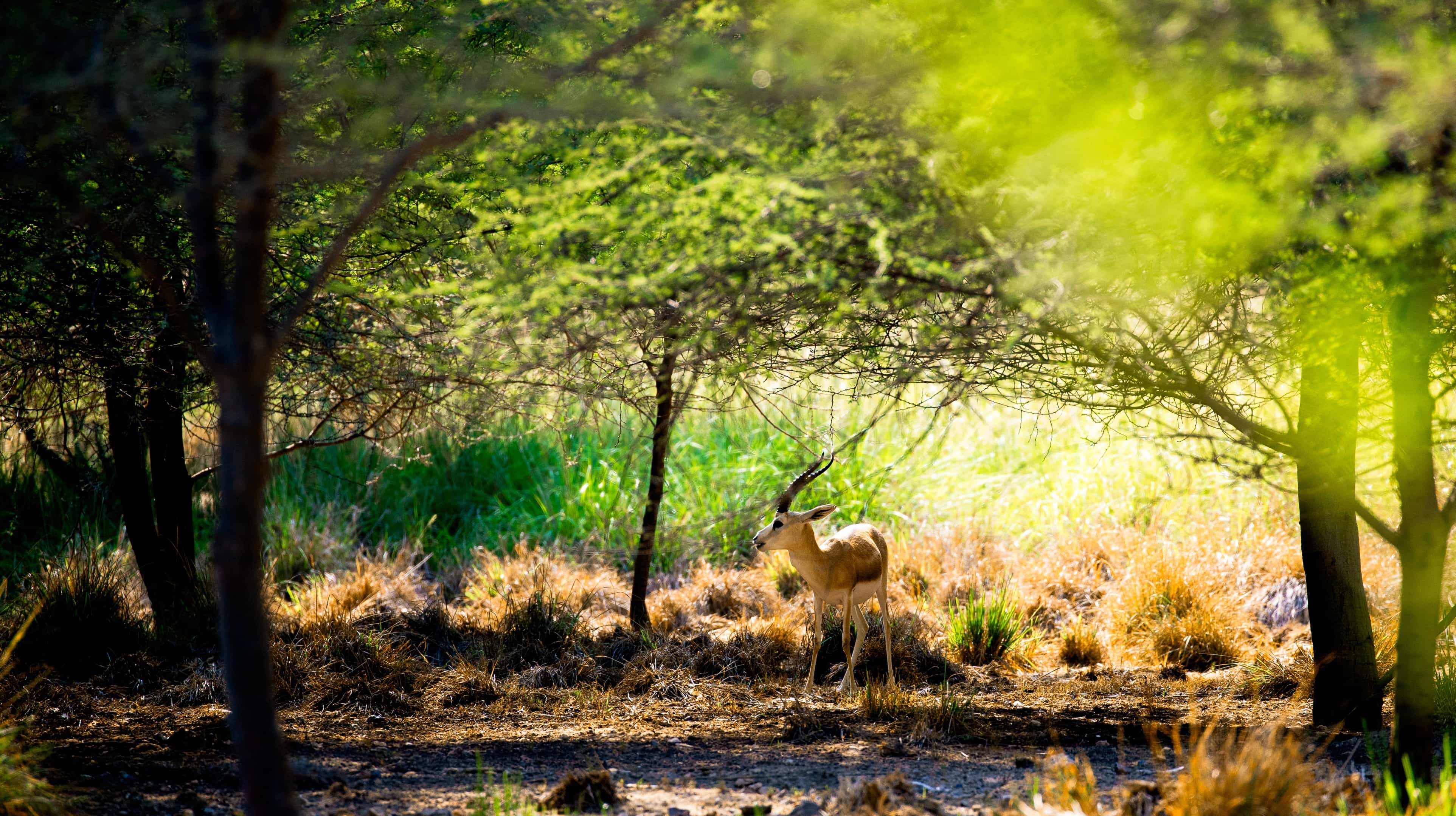 Arabian Wildlife Park