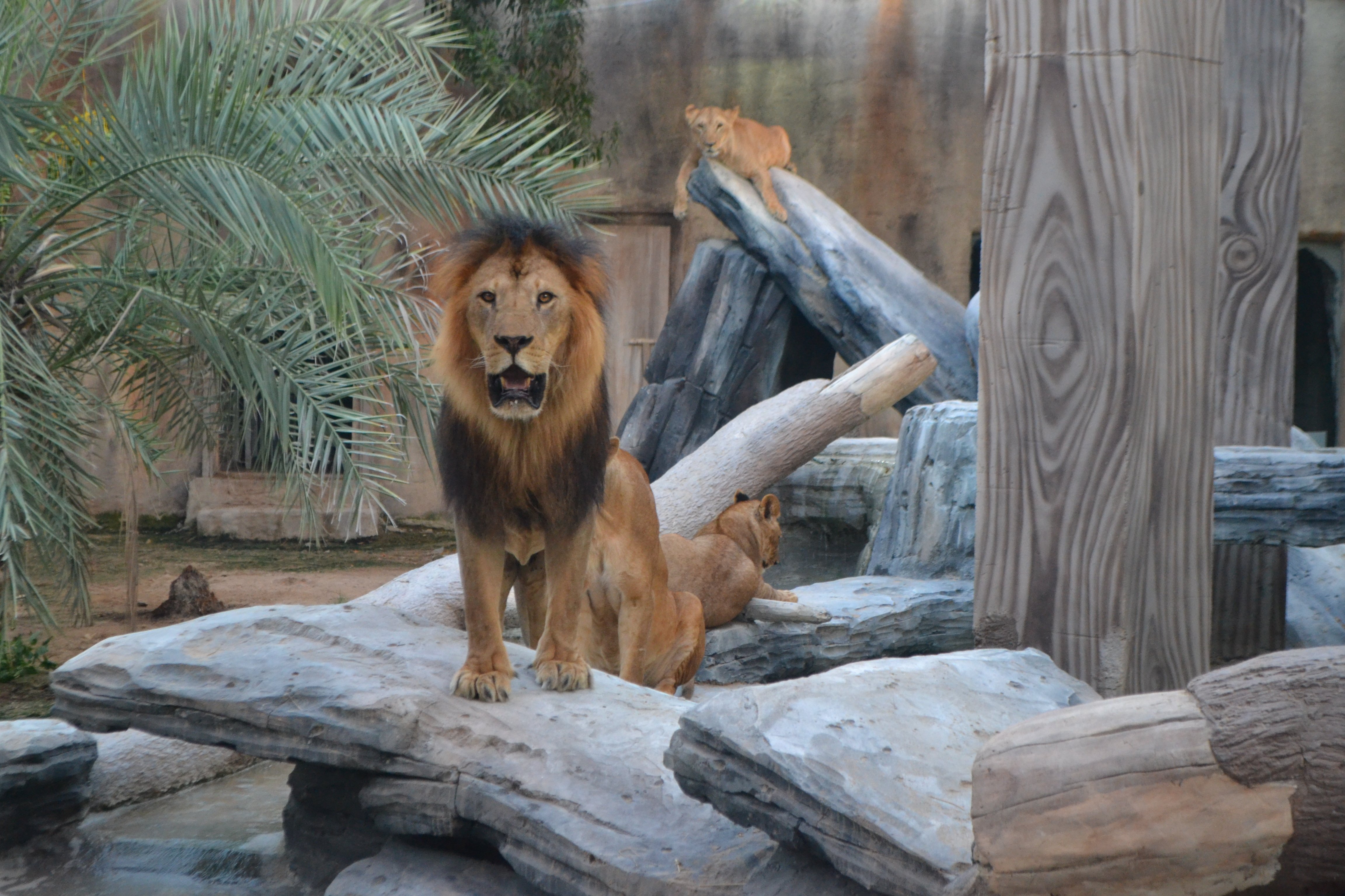  Un lion rugit au cœur du zoo d'Abu Dhabi, révélant la beauté sauvage des Émirats, à découvrir à l'Emirates Park Zoo. 