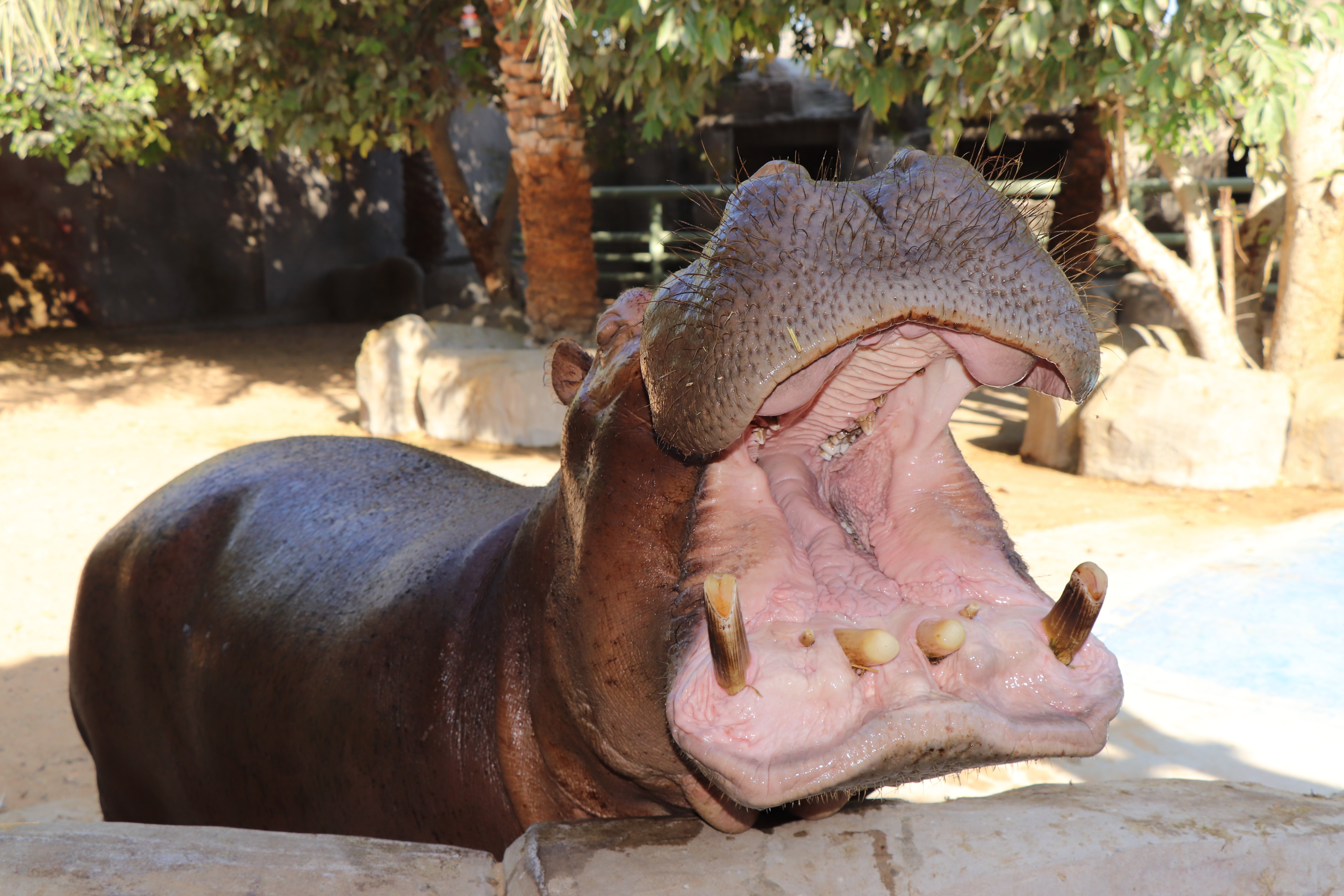  Un hippopotame au zoo d'Abu Dhabi, captivant les visiteurs par son large bâillement et son charme naturel. 